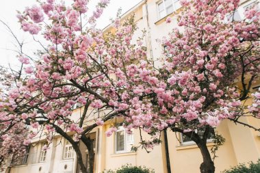 sakura pembe bahar çiçek açan ağaç