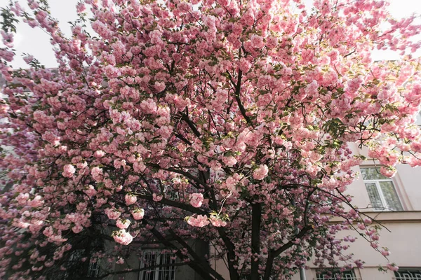 Albero fiorito della primavera rosa sakura — Foto Stock