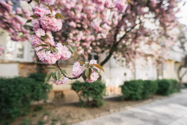Квітуче дерево сакури рожева весна — стокове фото