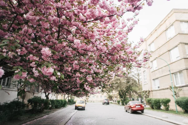 Blossoming tree of sakura pink spring — Stock Photo, Image
