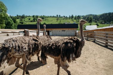 devekuşu çiftlik devekuşları