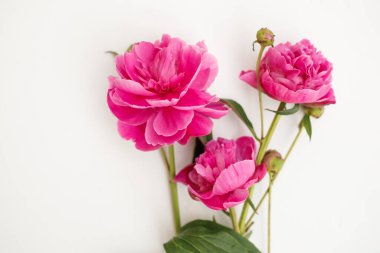 Güzel pembe şakayık çiçekleri