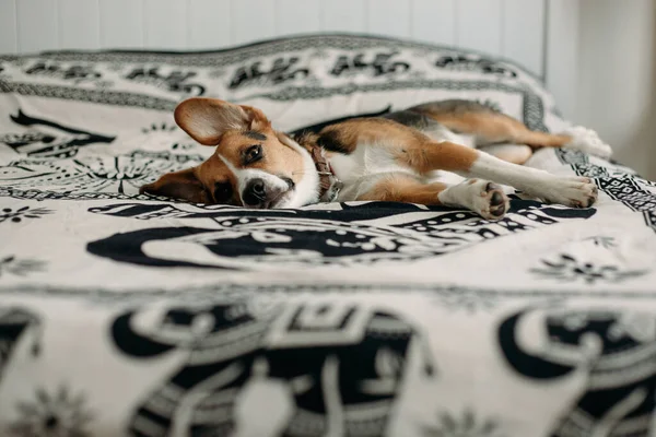 Милий Бігль Собака Лежить Кімнаті Ліжку — стокове фото