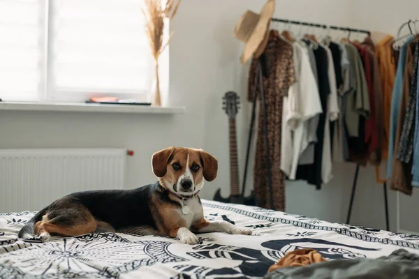 Carino Cane Beagle Sdraiato Nella Stanza Sul Letto — Foto Stock