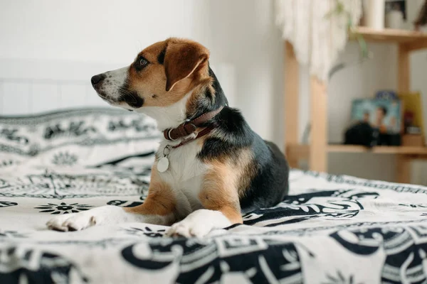 Carino Cane Beagle Sdraiato Nella Stanza Sul Letto — Foto Stock