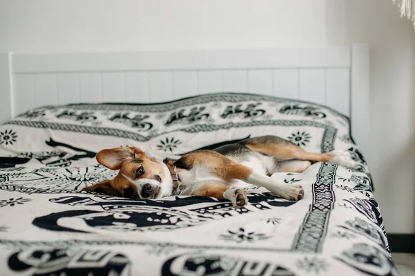 Милий Бігль Собака Лежить Кімнаті Ліжку — стокове фото