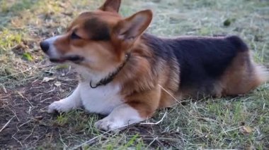 Galce Corgi köpek çim