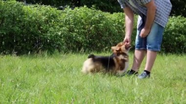 Çim sopayla oynayan Galce Corgi köpek