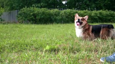 Çim sopayla oynayan Galce Corgi köpek