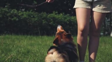 Çim sopayla oynayan Galce Corgi köpek