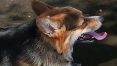 Galce Corgi köpek bir havuzda açık havada