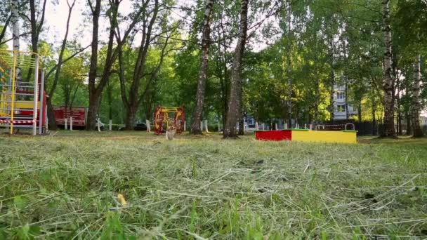 Anjing Corgi Welsh bermain dengan tongkat di rumput — Stok Video