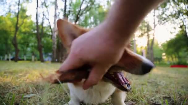 Валлийская собака Корги играет с палкой в траве — стоковое видео
