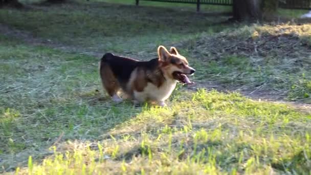 Welsh Corgi pes v trávě — Stock video