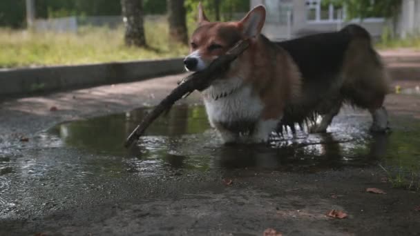Cão Corgi galês brincando com pau em uma piscina — Vídeo de Stock