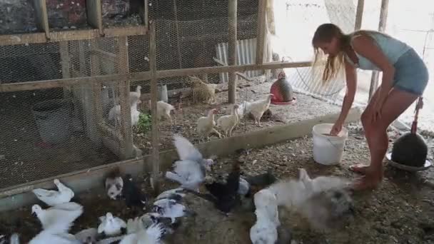 Farm for many birds — Stock Video