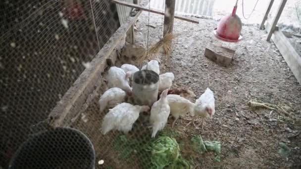 Granja para muchas aves — Vídeos de Stock