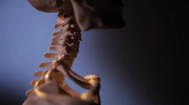 İnsan iskelet modeli