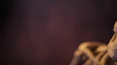 İnsan iskelet modeli