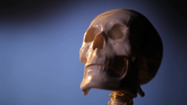 Modell des menschlichen Skeletts — Stockvideo