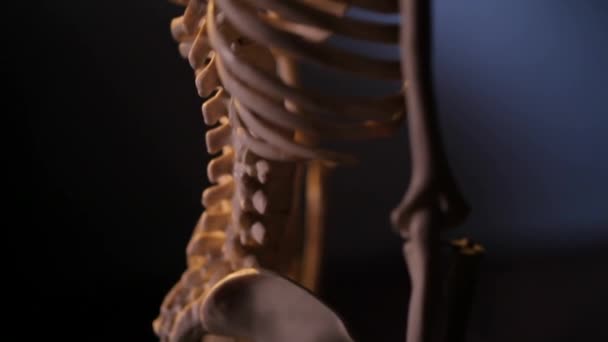 Model van het menselijk skelet — Stockvideo