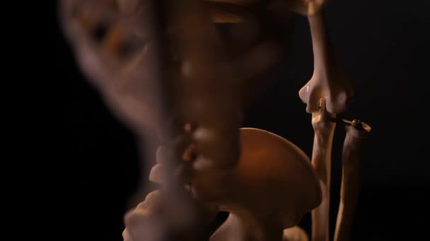 Modell des menschlichen Skeletts — Stockvideo