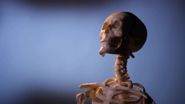 Μοντέλο του ανθρώπινου σκελετού — Αρχείο Βίντεο
