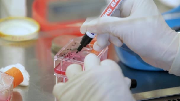 Assistant of lab preparing a preparate — Stock Video