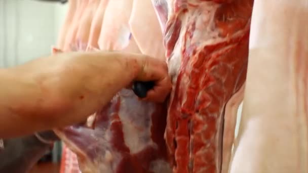 Carnicero rebanadas canales de cerdo en el taller de carne — Vídeo de stock