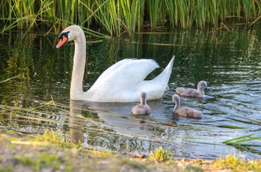 Kuğular gölde. Kuğu yavrular ile ailesi. 