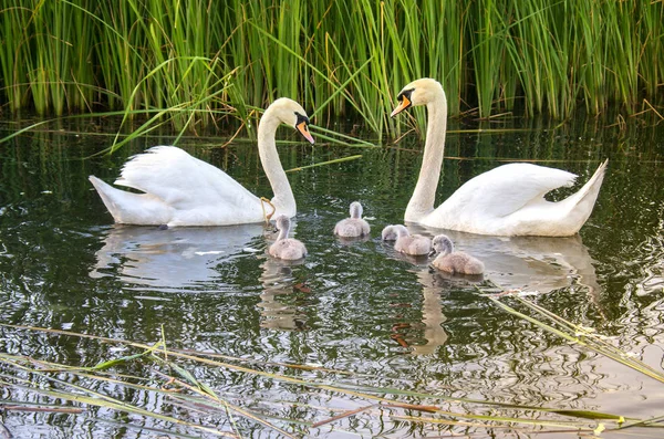 Schwäne Auf Dem See Schwanenfamilie Mit Nestlingen — Stockfoto