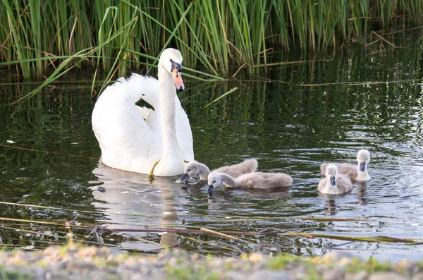 Schwäne Auf Dem See Schwanenfamilie Mit Nestlingen — Stockfoto