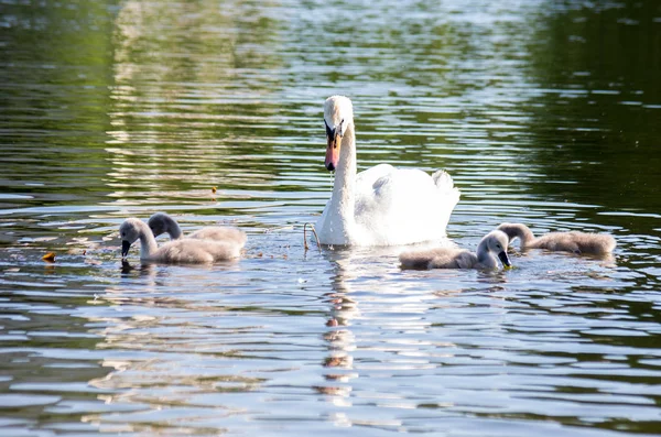 Schwäne Auf Dem See Schwanenfamilie Mit Nestlingen — Stockfoto