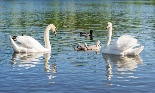 Schwäne Auf Dem See Schwanenfamilie Mit Nestlingen — Stockfoto