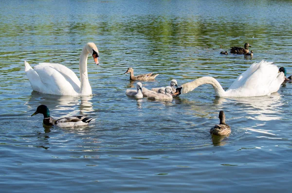Семья Лебедей Цыплятами Дикими Утками Озере — стоковое фото