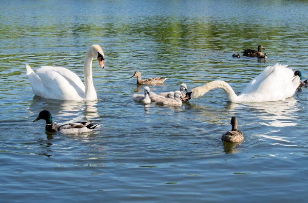 Familie Svaner Med Kyllinger Vilde Ænder Søen - Stock-foto