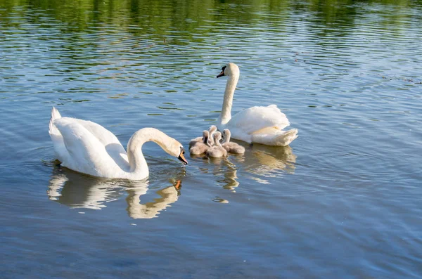 Svaner Søen Familie Svaner Med Nestlings - Stock-foto