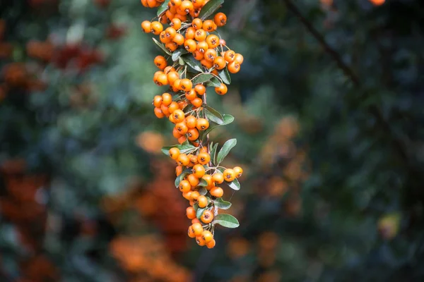 Zweig Einer Roten Eberesche Auf Einem Verschwommenen Hintergrund Der Natur — Stockfoto