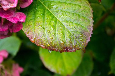 Ortanca yağmur damlaları ile renkli yeşillik.