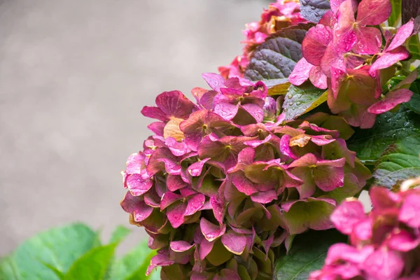 Hermoso Arbusto Flores Hortensia Con Follaje Después Lluvia Otoño —  Fotos de Stock