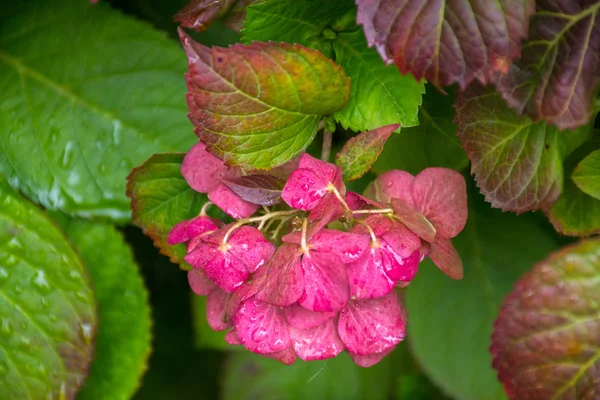 Vacker Buske Hydrangea Blommor Med Bladverk Efter Höstens Regn — Stockfoto