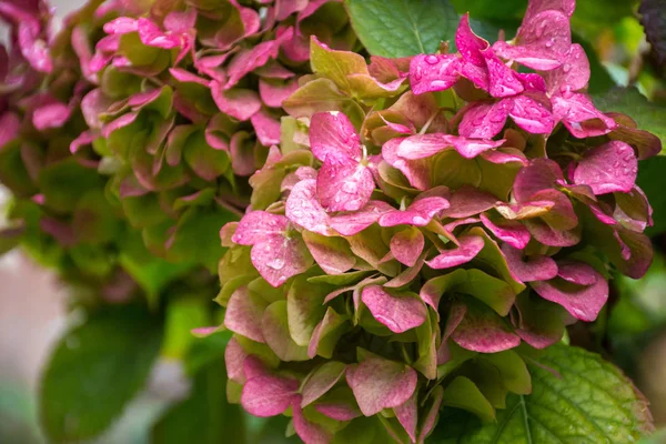 Vacker Buske Hydrangea Blommor Med Bladverk Efter Höstens Regn — Stockfoto