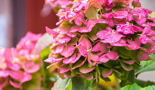 Vacker Buske Hydrangea Blommor Med Bladverk Efter Höstens Regn — Stockfoto