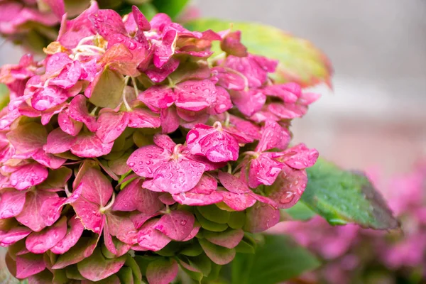Vacker Buske Hydrangea Blommor Med Bladverk Efter Höstens Regn — Stockfoto