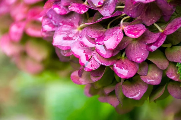 Coloridas Flores Arbusto Hortensias Con Gotas Lluvia —  Fotos de Stock