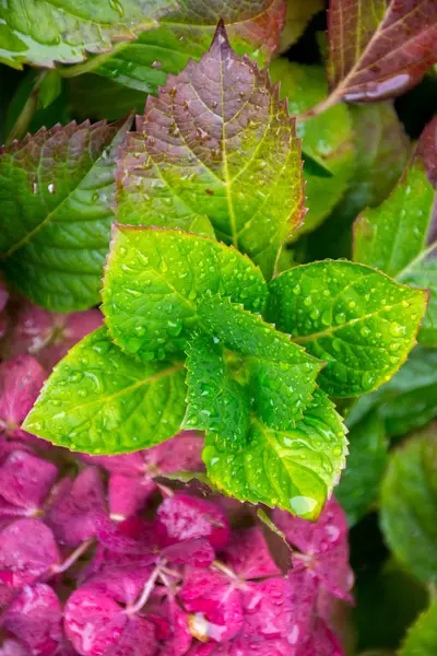 Vacker Buske Hydrangea Blommor Med Bladverk Efter Höstens Regn — Stockfoto