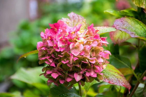 Vacker Buske Hydrangea Blommor Med Bladverk Efter Höstens Regn — Stockfoto