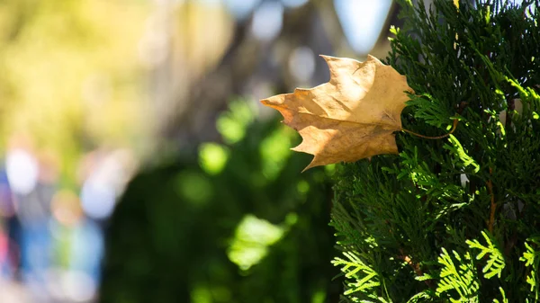 Herbstblatt Auf Einem Grünen Busch Eines Nadelbaums Mit Verschwommenem Hintergrund — Stockfoto