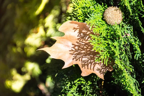 Herbstblatt Auf Einem Grünen Busch Eines Nadelbaums Mit Verschwommenem Hintergrund — Stockfoto