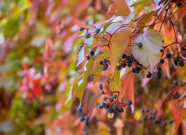 Blätter Von Wilden Trauben Auf Einem Verschwommenen Natürlichen Hintergrund Einem — Stockfoto